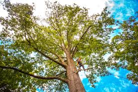 Best Seasonal Cleanup (Spring/Fall)  in Mayfield, PA