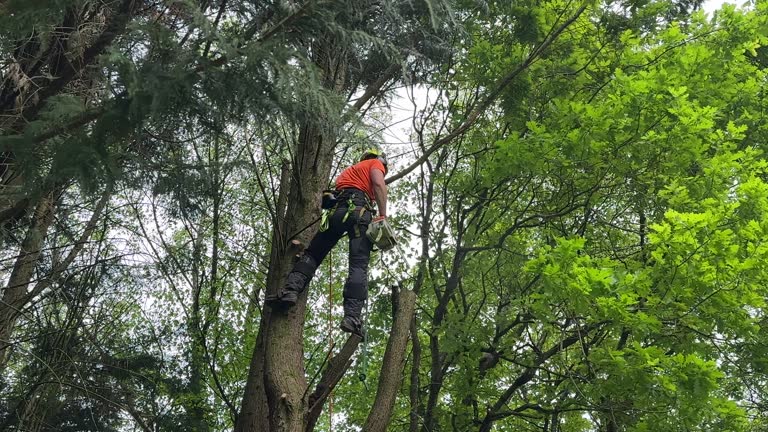 Best Tree Trimming and Pruning  in Mayfield, PA