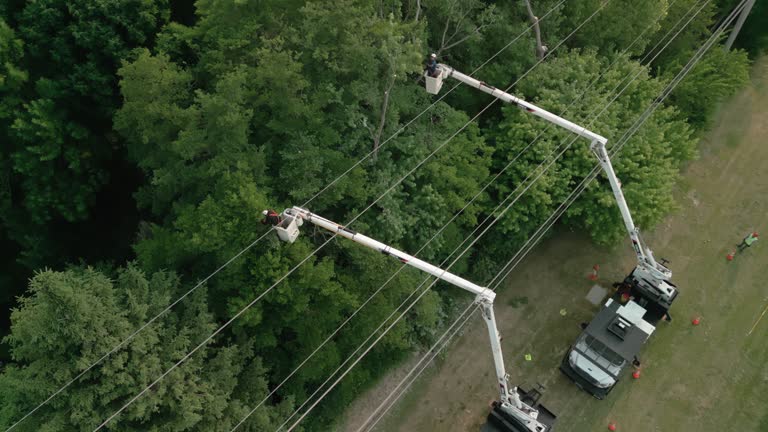 Best Arborist Consultation Services  in Mayfield, PA