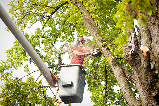 Best Palm Tree Trimming  in Mayfield, PA